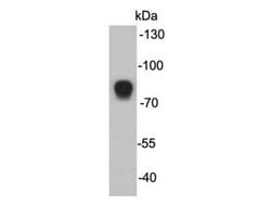 Invitrogen MASP2 Monoclonal Antibody (F3-4) 100 &mu;L; Unconjugated:Antibodies,