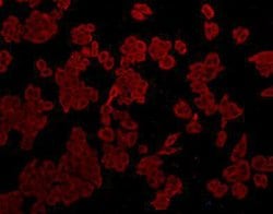 Invitrogen Catalase Monoclonal Antibody (4-G10) 100 &mu;L; Unconjugated:Antibodies,