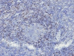 Invitrogen SHP-1 Monoclonal Antibody (B5-A4) 100 &mu;L; Unconjugated:Antibodies,