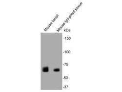 Invitrogen SHP-1 Monoclonal Antibody (B5-A4) 100 &mu;L; Unconjugated:Antibodies,