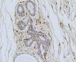 Invitrogen CDK4 Monoclonal Antibody (5-C3-G3) 100 &mu;L; Unconjugated:Antibodies,