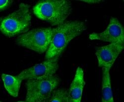 Invitrogen CD137 (4-1BB) Monoclonal Antibody (2G1) 100 &mu;L; Unconjugated:Antibodies,