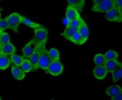 Invitrogen CD137 (4-1BB) Monoclonal Antibody (2G1) 100 &mu;L; Unconjugated:Antibodies,