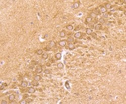 Invitrogen CD137 (4-1BB) Monoclonal Antibody (2G1) 100 &mu;L; Unconjugated:Antibodies,