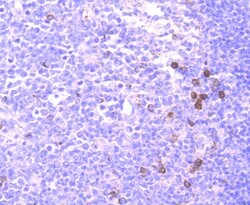 Invitrogen CD137 (4-1BB) Monoclonal Antibody (2G1) 100 &mu;L; Unconjugated:Antibodies,