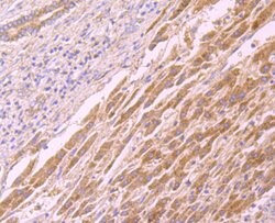 Invitrogen CD137 (4-1BB) Monoclonal Antibody (2G1) 100 &mu;L; Unconjugated:Antibodies,