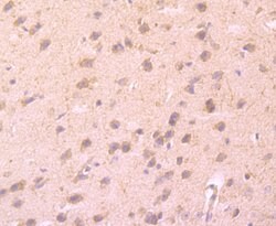 Invitrogen CD137 (4-1BB) Monoclonal Antibody (2G1) 100 &mu;L; Unconjugated:Antibodies,