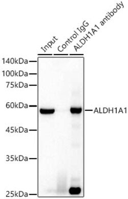 Invitrogen ALDH1A1 Recombinant Rabbit Monoclonal Antibody (3X6B2) 100 &mu;L;