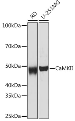 Invitrogen CaMKII pan Recombinant Rabbit Monoclonal Antibody (7L9F0) 100