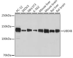 Invitrogen UBE4B Recombinant Rabbit Monoclonal Antibody (1D7K5) 100 &mu;L;
