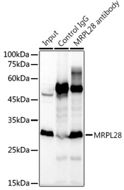 Invitrogen MRPL28 Recombinant Rabbit Monoclonal Antibody (3B9F2) 100 &mu;L | Buy Online | Invitrogen&trade; | Fisher Scientific