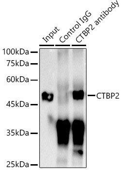 Invitrogen CtBP2 Recombinant Rabbit Monoclonal Antibody (1R1U6) 100 &mu;L;
