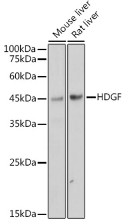Invitrogen HDGF Recombinant Rabbit Monoclonal Antibody (5U7A7) 100 &mu;L;
