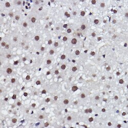 Invitrogen MED4 Recombinant Rabbit Monoclonal Antibody (8T5C9) 100 &mu;L;