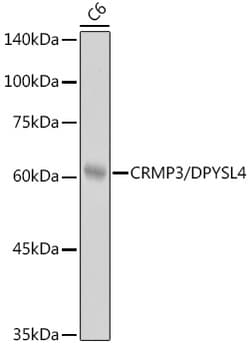 Invitrogen CRMP3 Recombinant Rabbit Monoclonal Antibody (8N2S10) 100 &mu;L;