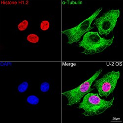 Invitrogen Histone H1.2 Recombinant Rabbit Monoclonal Antibody (9T9Q7)