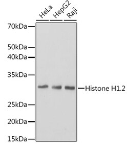 Invitrogen Histone H1.2 Recombinant Rabbit Monoclonal Antibody (9T9Q7)