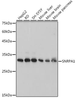 Invitrogen SNRPA1 Recombinant Rabbit Monoclonal Antibody (2D7M1) 100 &mu;L;
