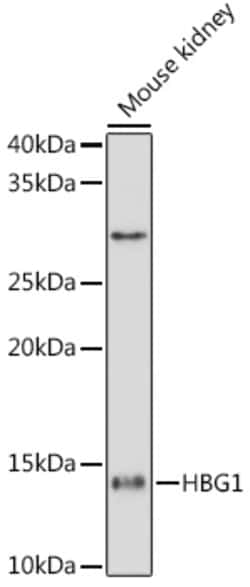 Invitrogen Hemoglobin gamma-1 Recombinant Rabbit Monoclonal Antibody (6F1A8)