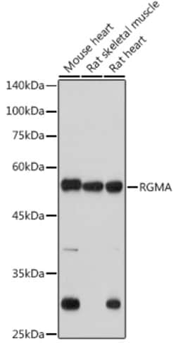 Invitrogen RGMA Recombinant Rabbit Monoclonal Antibody (2S1B4) 100 &mu;L;