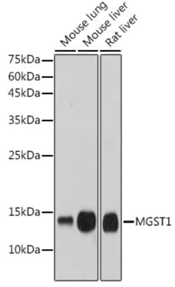 Invitrogen MGST1 Recombinant Rabbit Monoclonal Antibody (6A0S5) 100 &mu;L;