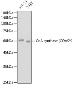 Invitrogen CoA Synthase Recombinant Rabbit Monoclonal Antibody (7K2O6)