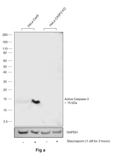 Invitrogen Active Caspase 3 Recombinant Rabbit Monoclonal Antibody (3J2A1)