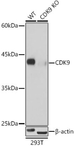 Invitrogen CDK9 Recombinant Rabbit Monoclonal Antibody (1C4E3) 100 &mu;L;