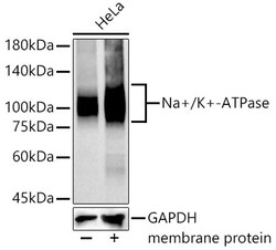 Invitrogen Sodium Potassium ATPase Recombinant Rabbit Monoclonal Antibody