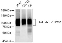 Invitrogen Sodium Potassium ATPase Recombinant Rabbit Monoclonal Antibody