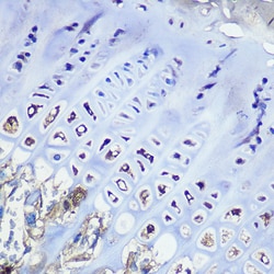Invitrogen Aggrecan Recombinant Rabbit Monoclonal Antibody (6L4T2) 100