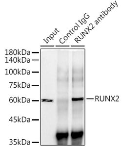 Invitrogen RUNX2 Recombinant Rabbit Monoclonal Antibody (7O7J4) 100 &mu;L;