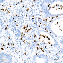 Invitrogen Myeloperoxidase Recombinant Rabbit Monoclonal Antibody (6Z3W9)