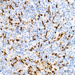 Invitrogen Myeloperoxidase Recombinant Rabbit Monoclonal Antibody (6Z3W9)