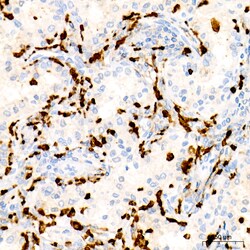 Invitrogen Myeloperoxidase Recombinant Rabbit Monoclonal Antibody (6Z3W9)