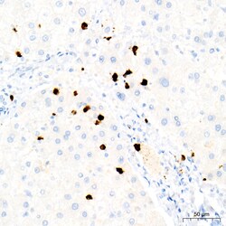 Invitrogen Myeloperoxidase Recombinant Rabbit Monoclonal Antibody (6Z3W9)