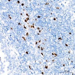 Invitrogen Myeloperoxidase Recombinant Rabbit Monoclonal Antibody (6Z3W9)