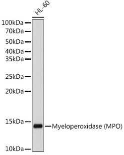 Invitrogen Myeloperoxidase Recombinant Rabbit Monoclonal Antibody (6Z3W9)