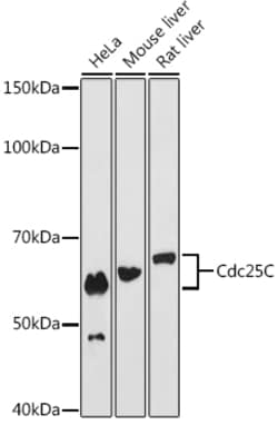 Invitrogen CDC25C Recombinant Rabbit Monoclonal Antibody (6R0I6) 100 &mu;L | Buy Online | Invitrogen&trade; | Fisher Scientific