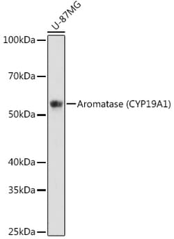 Invitrogen Aromatase Recombinant Rabbit Monoclonal Antibody (5C5N7) 100
