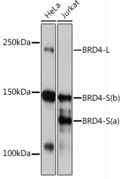 Invitrogen BRD4 Recombinant Rabbit Monoclonal Antibody (7L7M8) 100 &mu;L;
