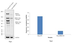 Invitrogen BRD4 Recombinant Rabbit Monoclonal Antibody (7L7M8) 100 &mu;L;