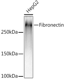Invitrogen Fibronectin Recombinant Rabbit Monoclonal Antibody (5I8T1) 100