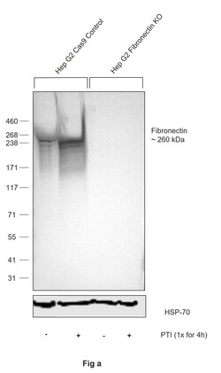 Invitrogen Fibronectin Recombinant Rabbit Monoclonal Antibody (5I8T1) 100