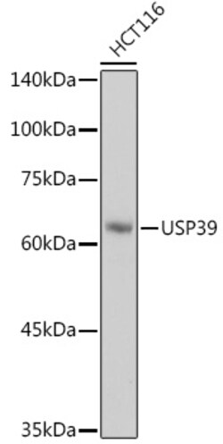 Invitrogen USP39 Recombinant Rabbit Monoclonal Antibody (9E7O2) 100 &mu;L | Buy Online | Invitrogen&trade; | Fisher Scientific