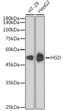 Invitrogen HGD Recombinant Rabbit Monoclonal Antibody (7O8Q1) 100 &mu;L;