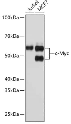 Invitrogen c-Myc Recombinant Rabbit Monoclonal Antibody (2O3U10) 100 &mu;L;