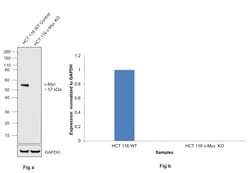 Invitrogen c-Myc Recombinant Rabbit Monoclonal Antibody (2O3U10) 100 &mu;L;