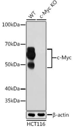 Invitrogen c-Myc Recombinant Rabbit Monoclonal Antibody (2O3U10) 100 &mu;L;
