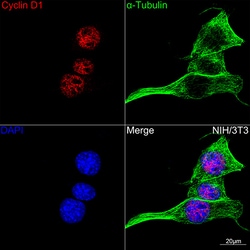 Invitrogen Cyclin D1 Recombinant Rabbit Monoclonal Antibody (7C8Z4) 100